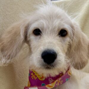ミックス犬