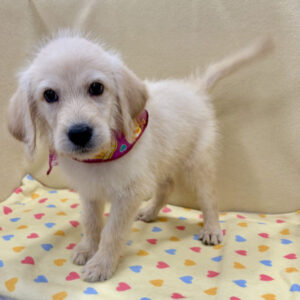 Alternative view of ミックス犬