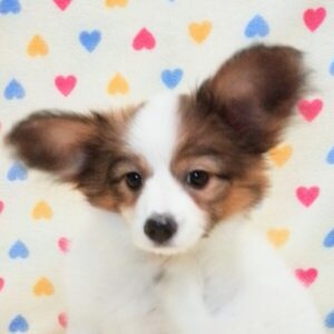 パピヨン