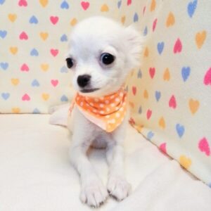 Alternative view of チワワ (ロングコート)