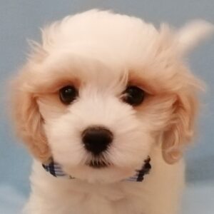 ミックス犬