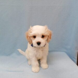 Alternative view of ミックス犬