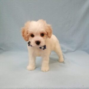 Alternative view of ミックス犬