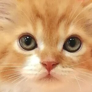 スコティッシュ・フォールド