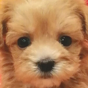 ミックス犬