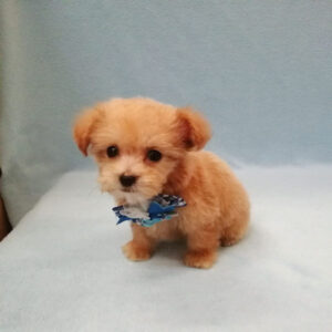 Alternative view of ミックス犬