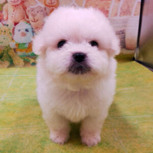 Alternative view of ミックス犬