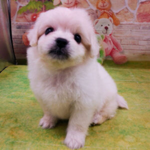 Alternative view of ミックス犬