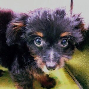 ミックス犬