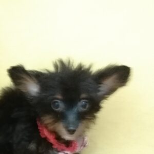 ミックス犬