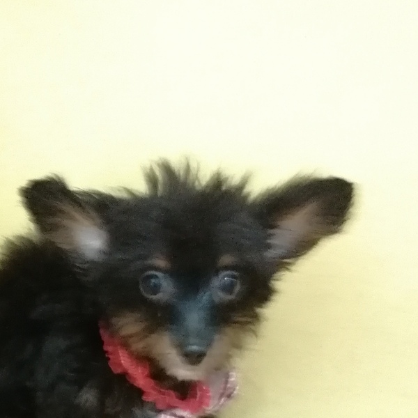 ミックス犬