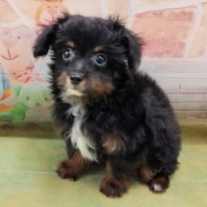 Alternative view of ミックス犬