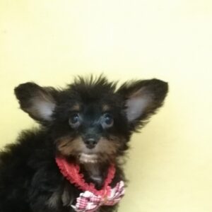 Alternative view of ミックス犬