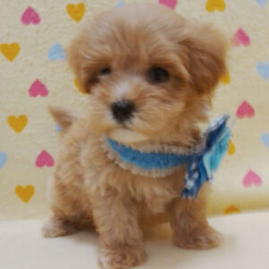 Alternative view of ミックス犬