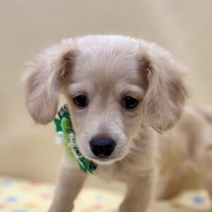 ミックス犬