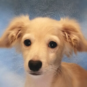 ミックス犬