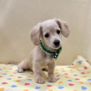 Alternative view of ミックス犬