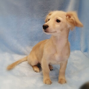 Alternative view of ミックス犬