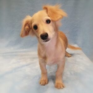 Alternative view of ミックス犬
