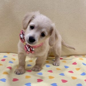 Alternative view of ミックス犬