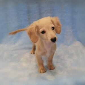 Alternative view of ミックス犬