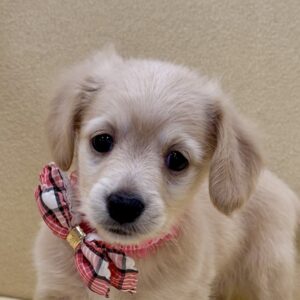 ミックス犬