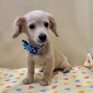 Alternative view of ミックス犬