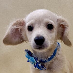 ミックス犬