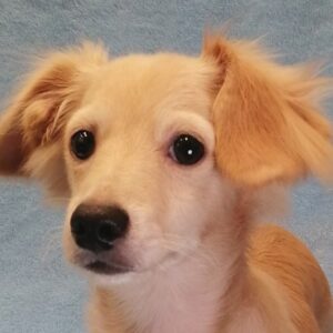ミックス犬