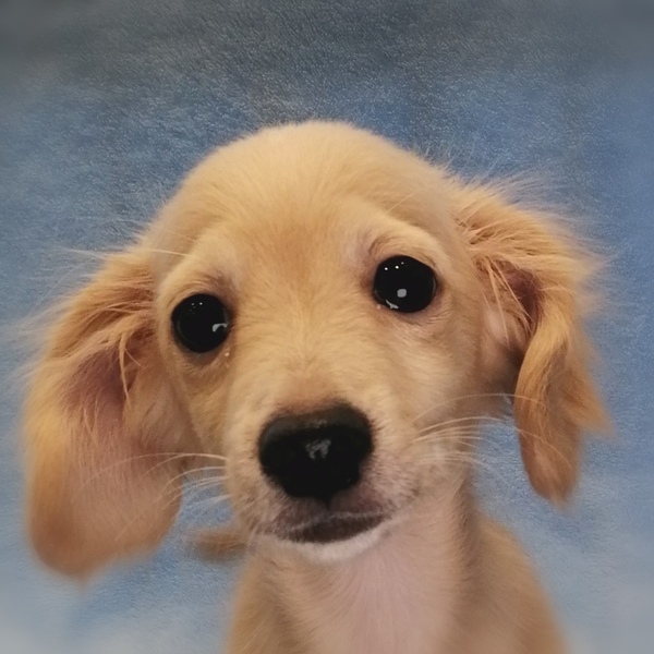 ミックス犬