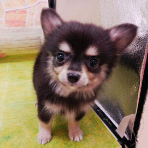 Alternative view of ミックス犬