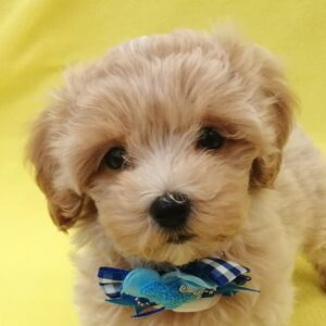 ミックス犬