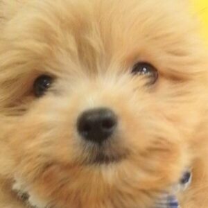 ミックス犬