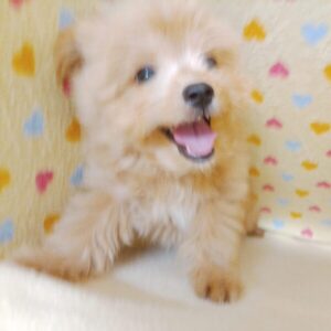 Alternative view of ミックス犬
