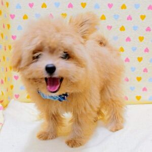 Alternative view of ミックス犬