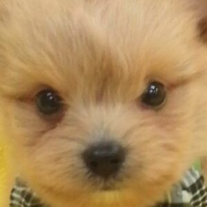 ミックス犬