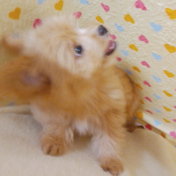 ミックス犬 - 画像 (4)