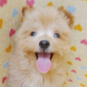 ミックス犬