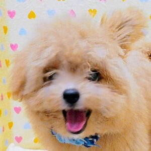 ミックス犬