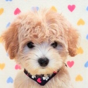 ミックス犬