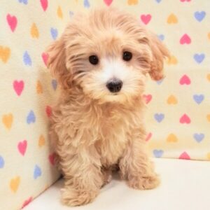 Alternative view of ミックス犬