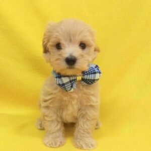 Alternative view of ミックス犬
