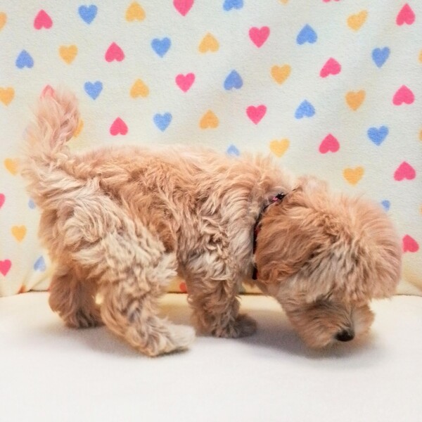 ミックス犬 - 画像 (4)