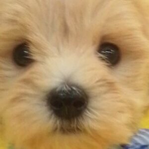 ミックス犬