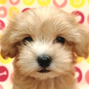 ミックス犬