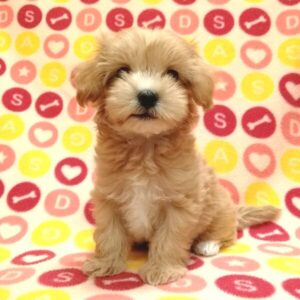 Alternative view of ミックス犬