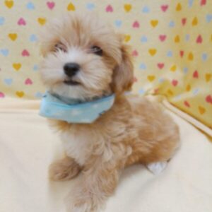Alternative view of ミックス犬
