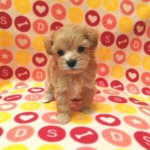 Alternative view of ミックス犬
