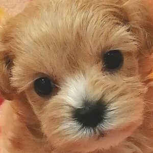 ミックス犬