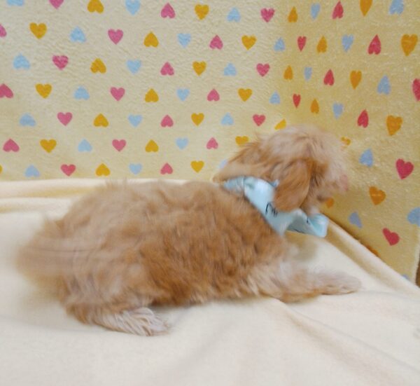 ミックス犬 - 画像 (5)